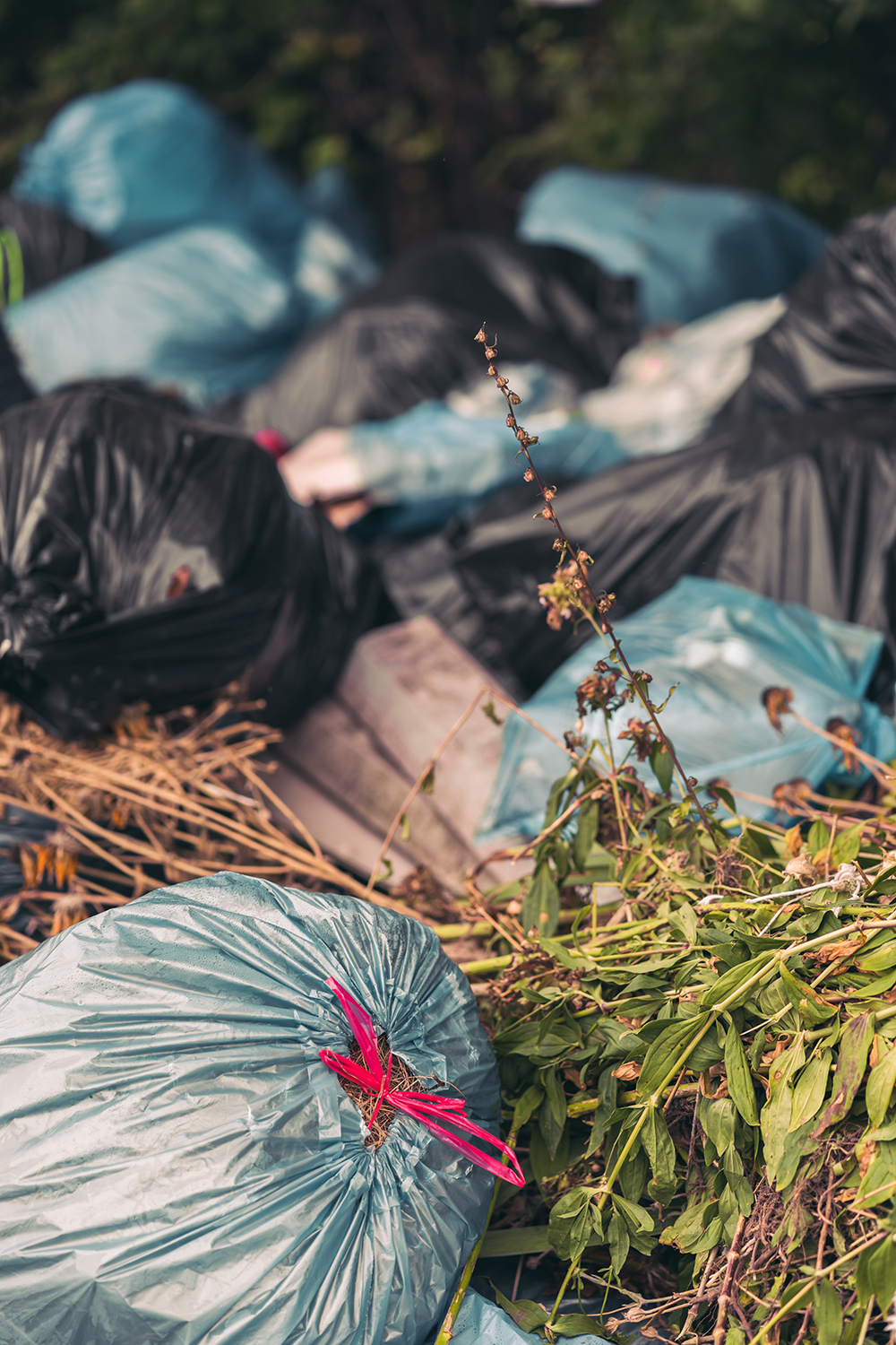 Pile of garden waste ready for collection